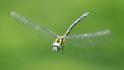 Remartinia luteipennis (Malachite Darner)-2.jpg